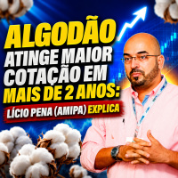 Algodão Atinge Maior Cotação em Mais de 2 Anos: Lício Pena (AMIPA) Explica 