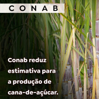 Conab reduz estimativa para a produção de cana-de-açúcar