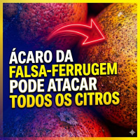 Ácaro da falsa-ferrugem pode atacar todos os citros 