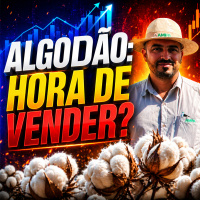  Algodão nos 80 cents: hora de vender ou esperar a próxima alta? 