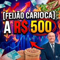 Feijão Carioca a R$ 500: O salto nas cotações e a escassez de oferta no campo
