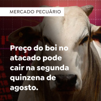Preço do boi no atacado pode cair na segunda quinzena de agosto
