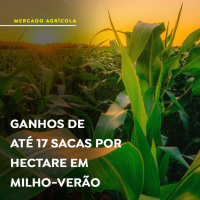 Estudos indicam ganhos de até 17 sacas por hectare em milho-verão