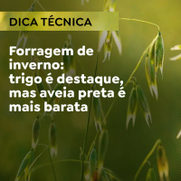 DICA TÉCNICA