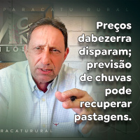 Preços da bezerra disparam previsão de chuvas pode recuperar pastagens