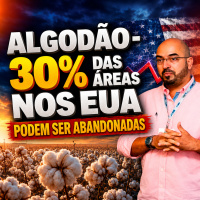 Algodão - 30% das Áreas nos EUA podem ser Abandonadas