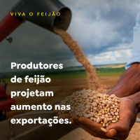 Produtores de feijão projetam aumento nas exportações