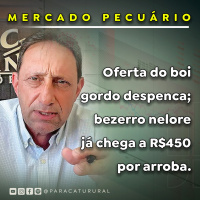 Oferta do boi gordo despenca bezerro nelore já chega a R$450 por arroba