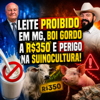 Leite Proibido em MG, Boi Gordo a R$350 e Perigo na Suinocultura!