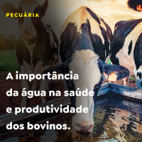 A importância da água na saúde e produtividade dos bovinos