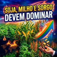 Soja, milho e sorgo devem dominar produção brasileira arroz e feijão em queda