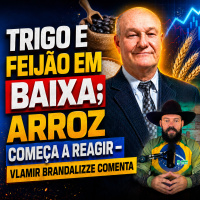 Trigo e feijão em baixa arroz começa a reagir – Vlamir Brandalizze comenta
