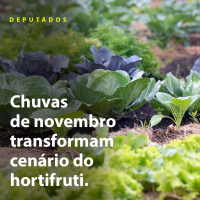 Chuvas de novembro transformam cenário do hortifruti