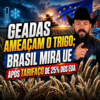 Geadas Ameaçam o Trigo Brasil Mira UE Após Tarifaço de 25% dos EUA