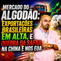 Mercado do Algodão: Exportações brasileiras em alta, e quebra da safra na China e nos EUA