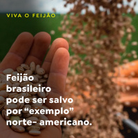 Feijão brasileiro pode ser salvo por “exemplo” norte-americano