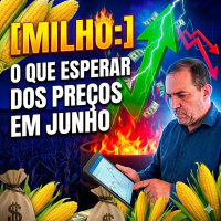 Milho: A pressão da segunda safra e o que esperar dos preços em junho. 