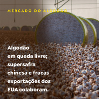 Algodão em queda livre supersafra chinesa e fracas exportações dos EUA colaboram