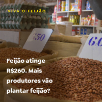 Feijão atinge R$260. Mais produtores vão plantar feijão?