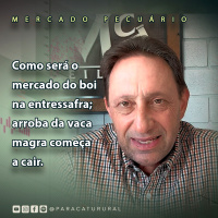 Como será o mercado do boi na entressafra arroba da vaca magra começa a cair