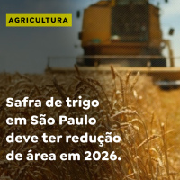 Safra de trigo em São Paulo deve ter redução de área em 2026