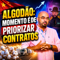 Algodão: Momento é de priorizar contratos