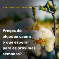 Preços do algodão caem o que esperar para as próximas semanas?