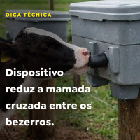 Dispositivo reduz a mamada cruzada entre os bezerros
