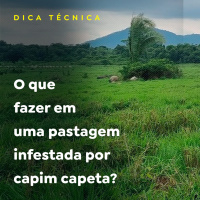 O que fazer em uma pastagem infestada por capim capeta?