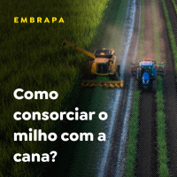 Como Consorciar o Milho com a Cana?