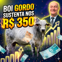 Boi Gordo ganha fôlego: Arroba se sustenta nos R$ 350 e exportações surpreendem.