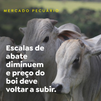 Escalas de abate diminuem e preço do boi deve voltar a subir