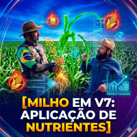 Milho em V7: idade crucial para o desenvolvimento produtivo e aplicação de nutrientes