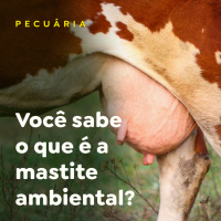 Você sabe o que é a mastite ambiental?