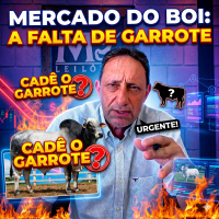  Mercado do boi A falta de garrote chegou e mercado deve sentir o impacto