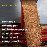 Demanda externa por feijão deve crescer abastecimento interno será comprometido