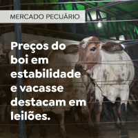 Preços do boi em estabilidade e vacas se destacam em leilões