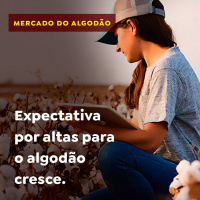 Expectativa por altas para o algodão cresce
