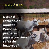 O que é estação de monta? Como se preparar para a próxima safra de bezerros