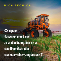 O que fazer entre a adubação e a colheita da cana-de-açúcar?