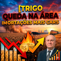 Trigo no Brasil: Queda na área plantada pode forçar importações mais caras.