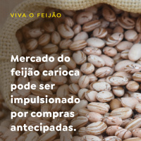 Mercado do feijão carioca pode ser impulsionado por compras antecipadas.