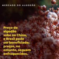 Preço do algodão sobe na China, Brasil pode ser beneficiado preços seguem enfraquecidos