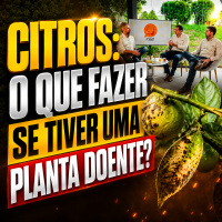 Citros: o que fazer se tiver uma planta doente no pomar? 