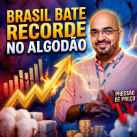  Brasil bate recorde no Algodão, mas baixa demanda global pressiona os preços
