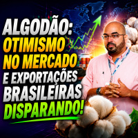 Algodão: otimismo no mercado e exportações brasileiras disparando!