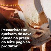 Pecuaristas se queixam de nova queda no preço do leite pago ao produtor