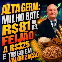 ALTA GERAL: Milho bate R$81 na B3, Feijão a R$325 e Trigo em valorização