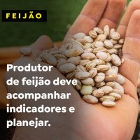 Produtor de feijão deve acompanhar indicadores e planejar. 