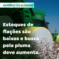 Algodão: estoques de fiações são baixos e busca pela pluma deve aumentar
